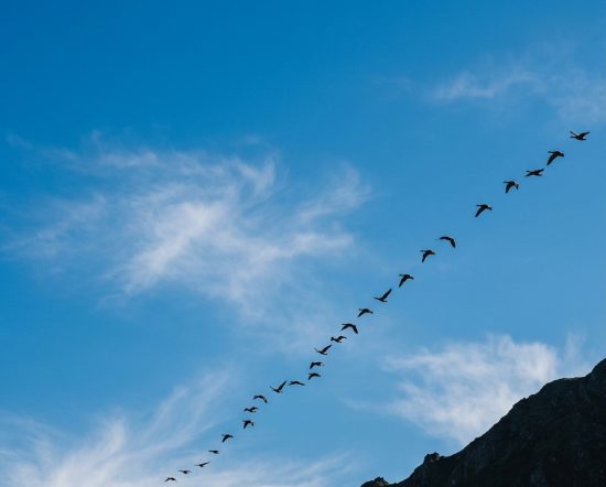 1790230860526-Proof-Birds-in-Blue-Sky